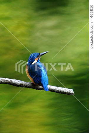Kingfisher Kingfisher 463810