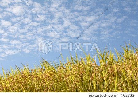 雲和米的鱗片 463832