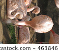 Flamingo  463846