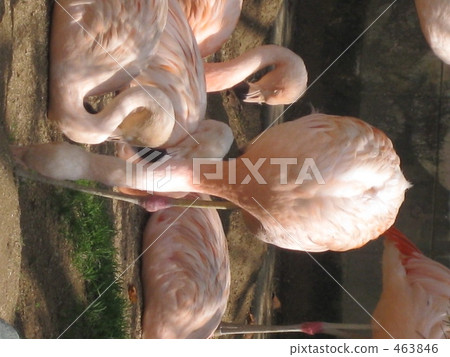 Flamingo Flamingo 463846