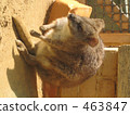 Wallaby 463847