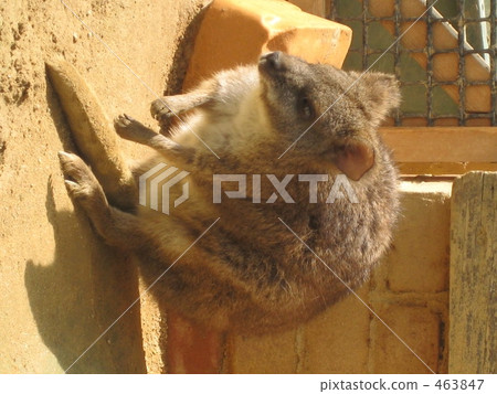 Wallaby Wallaby 463847