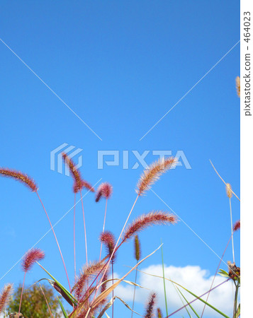 Grass and sky Grass and sky 464023