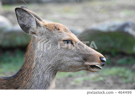 A deer A deer 464499