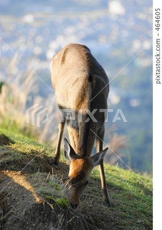 Deer Deer 464605
