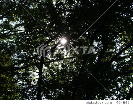 Sunbeams Sunbeams 464643