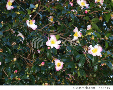 Small flowers Small flowers 464645
