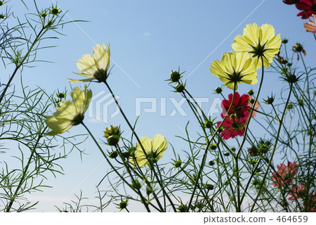 Yellow cosmos 464659