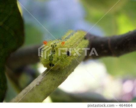 Irga's larva Irga's larva 464664