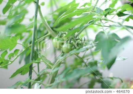 Mini Tomato Mini Tomato 464870