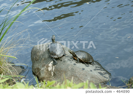 Turtle (1) 464890