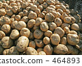 potato  464893