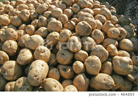 potato  464893