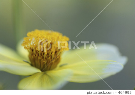 心形的雄蕊冬天波斯菊 464993