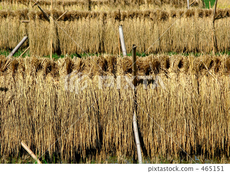 Rice drying 465151