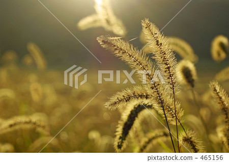 Caterpillar shining in the morning sun Caterpillar shining in the morning sun 465156