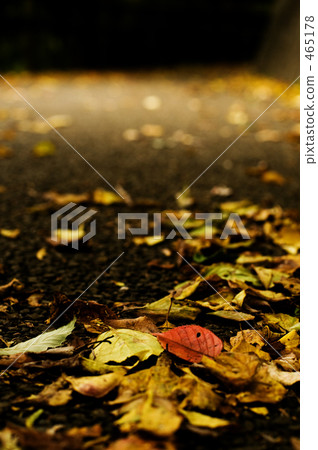 maple, yellow leafe, leaves turning yellow 465178