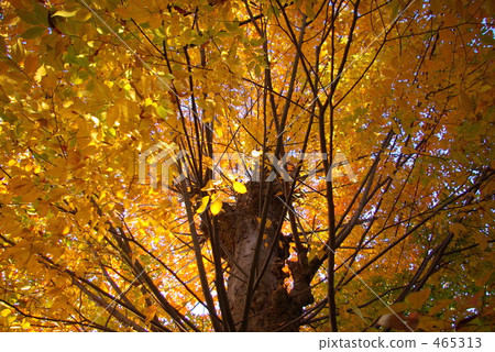黃葉 黃葉 465313
