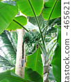 香蕉樹香蕉果實 465621