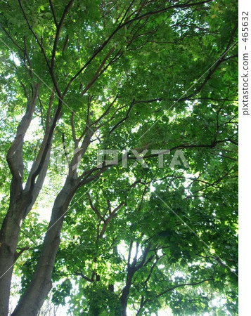 Komorebi Komorebi 465632