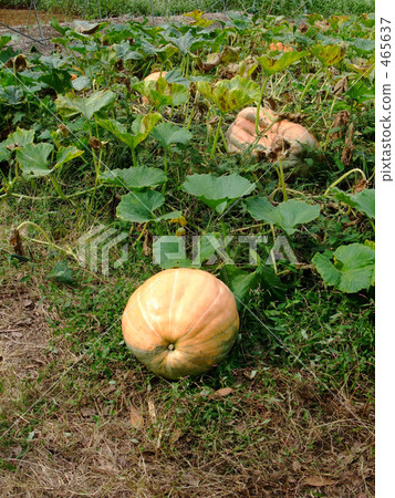 鬧鬼的南瓜場 465637