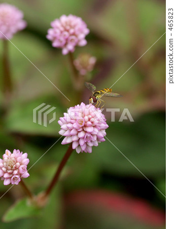 鮮花和阿布 鮮花和阿布 465823