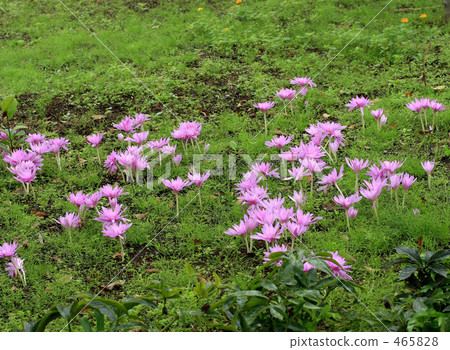 Canine saffron Canine saffron 465828