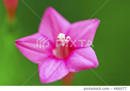 星花 星花 466077