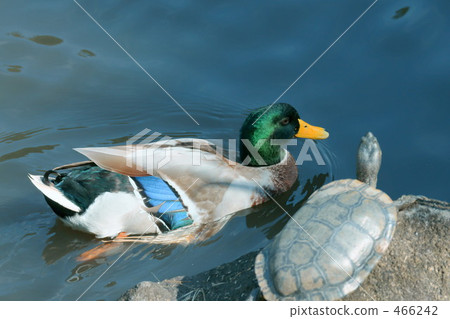 鴨和烏龜 鴨和烏龜 466242