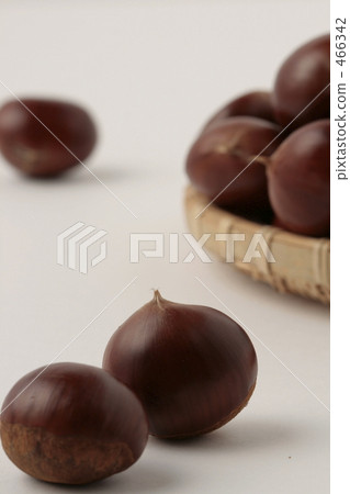 Chestnut  466342