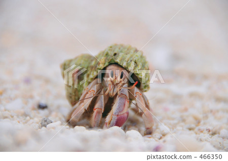 孵化場寄居蟹 孵化場寄居蟹 466350