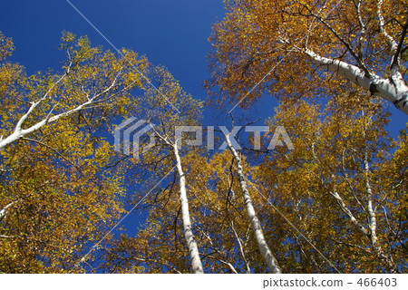 秋季葉子葉子 秋季葉子葉子 466403