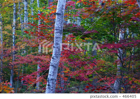 White birch and autumn leaves White birch and autumn leaves 466405