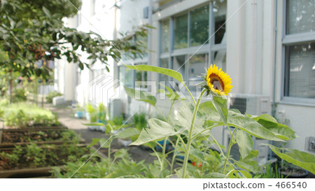 Elementary school backyard 466540