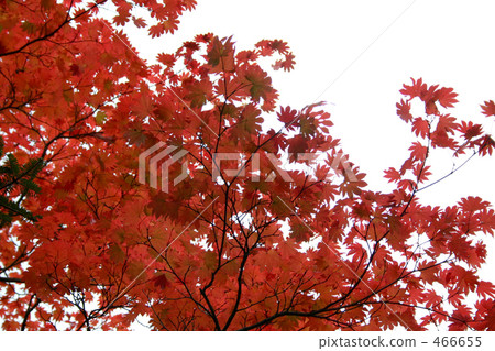 它是深紅色的 它是深紅色的 466655