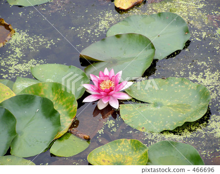 Lotus flower Lotus flower 466696