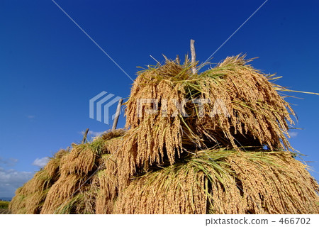 Sunbathing rice 466702