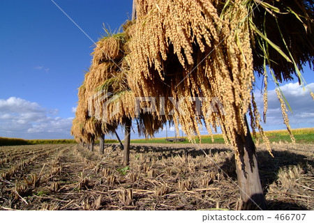Rice sunbathing 466707
