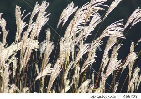 Miscanthus Miscanthus 466708