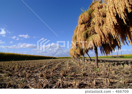 Rice sunbathing Rice sunbathing 466709