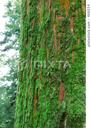 苔蘚葉子 苔蘚葉子 466814