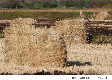 Nothing in a rice field 467010