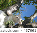 cuddly toy, plush toy, stuffed toy 467661