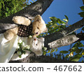 cuddly toy, plush toy, stuffed toy 467662