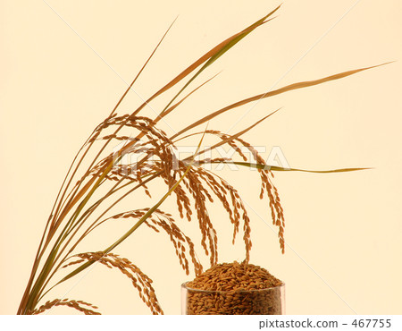 Inaho image Rice panning and threshing rice 1 Inaho image Rice panning and threshing rice 1 467755