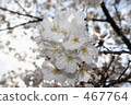 cherry blossom, cherry tree, day 467764