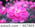 Flowers 467869