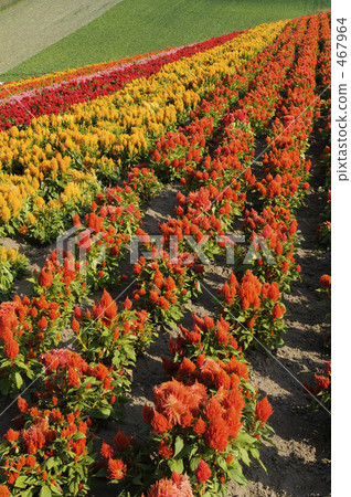 Colorful cockscomb field 467964