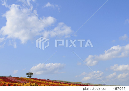 A flower garden in blue sky 467965