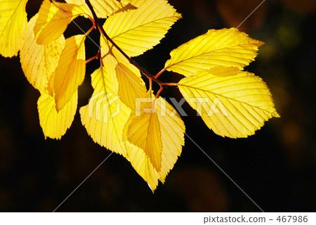 Yellow leaves 467986